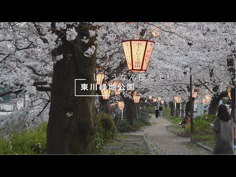 2023しゅうなん桜だより 東川緑地公園