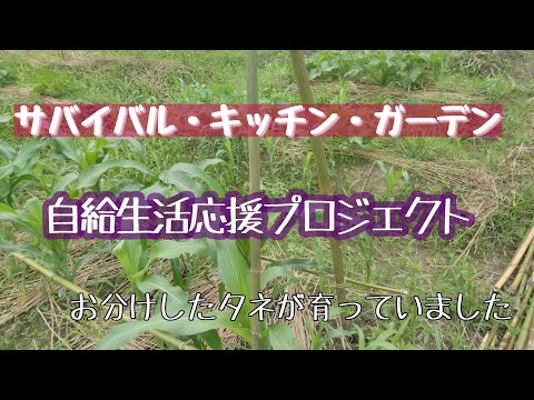 【自給生活応援プ口ジェクト】サバイバルキッチンガーデン