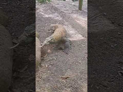 Amazing Komodo Dragon ✨️