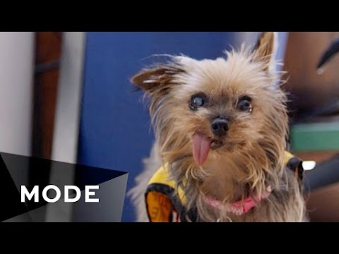 I Rescue Senior Dogs | My Life ★ Glam.com