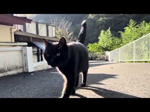 坂道で追いかけてくる黒ねこちゃん　No.７９２　に　２０２４年　１１月５日　８：００　のくろねこちゃん　black cat