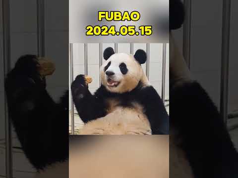 🐼FUBAO，2024.05.15