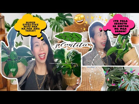 SECRETONG MALUPIT 🤫 BY PLANTITA EXPERT 🌿 || PAANO PAKINTABIN ANG MGA INDOOR PLANTS  || JANICE MILLIS