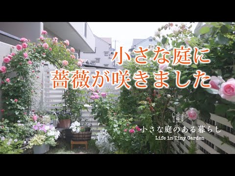 ガーデニング Vlog｜小さな庭に薔薇が咲きました｜フィネス｜アウグスタルイーゼ｜アンジェラ 〜小さな庭のある暮らし 121〜Gardening ｜ Life in a tiny garden