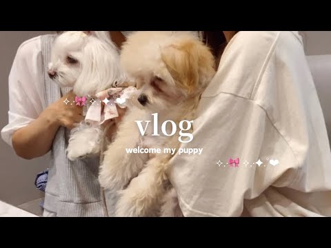 vlog | 我が家にマルプーの子犬をお迎えしました㊗️🐶🐾