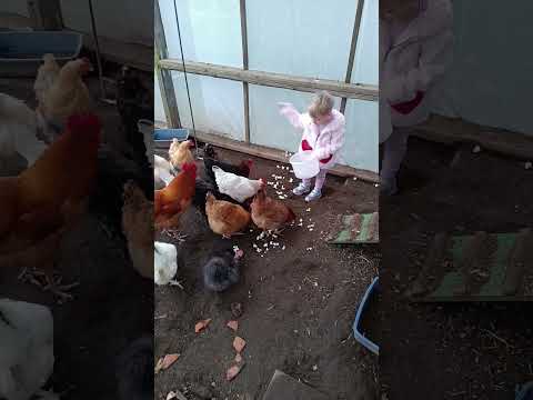 3yr old learns to feed the chickens. #themoderndinosaur #chicken #farming #cute #adorable #kids