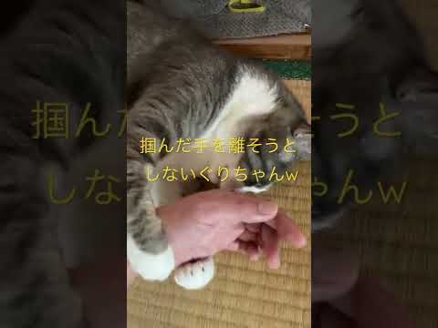 掴んだ手を離そうとしないぐりちゃん