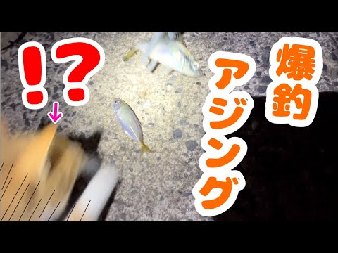 アジングしてたらネコに襲われた！？