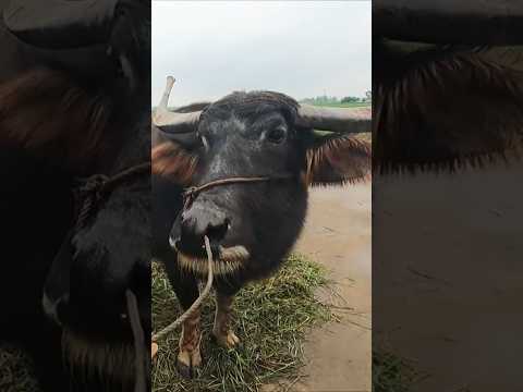 I Think We Got Scammed On A Buffalo Ride!  #travel #discovervietnam #hộian #vietnam #hoian