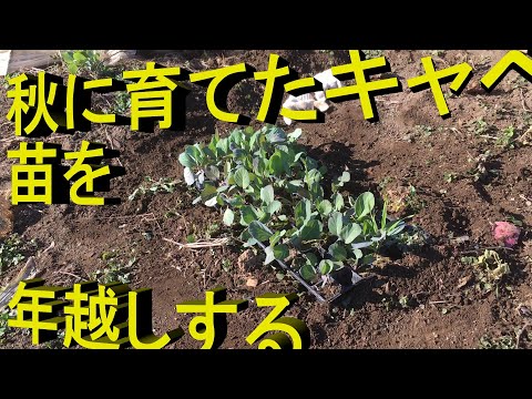 キャベツ苗　年越し　12月