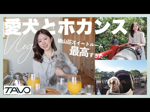 【東京ホカンス】人生初！ホテル椿山荘東京のスイートルームで愛犬とTAVOでホカンス🐩❤️明日からまた仕事頑張ろう🥺✨