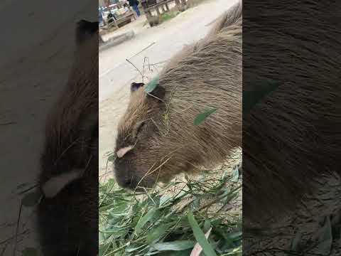 草食べるカピバラさん(トリアスふれあい動物園) #Shorts #capybara