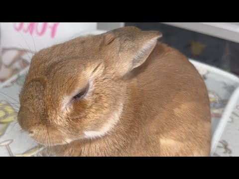 A rabbit folds its ears to make it easier to stroke, exerting silent pressure... (No. 1725)