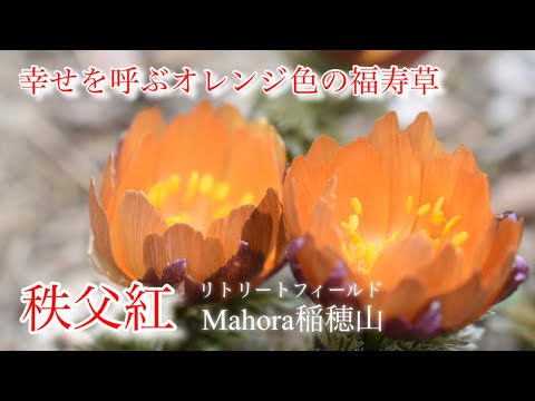 【季節の花々】2月　幸せを呼ぶ福寿草「秩父紅」埼玉県秩父地方にしか生息しない幻の花