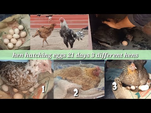 hen hatching eggs 21 days 3 hens