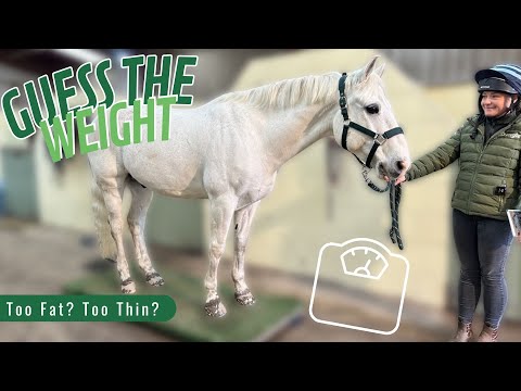 Are My Horses FAT? Time to find out!