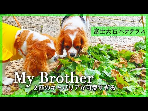 🐶👩遠距離の弟くんにやっと会えました♡‼︎【富士大石ハナテラス vlog】