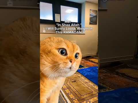 Funny videos on internet halal memes trending videos