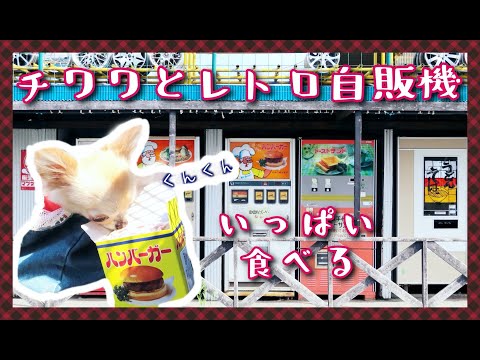 チワワとレトロ自販機🐶相模原🍔いっぱい食べるよ🥪〜Retro vending machine in Sagamihara 🍜with chihuahua🐶