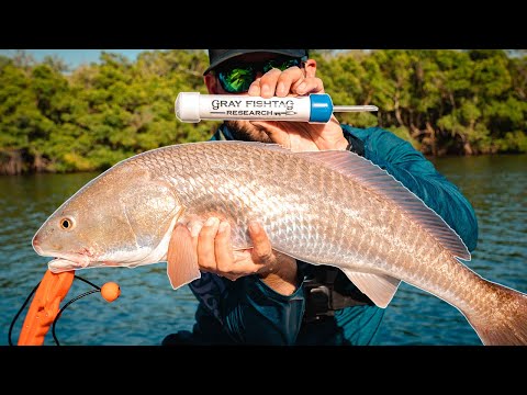 Tagging Tampa Bay Snook & Monster Redfish