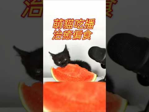 萌貓吃瓜 治癒偏食#cat #可愛 #貓 #貓咪 #短片 #貓主子 #貓奴 #萌系 #萌寵 #療癒 #可愛動物 #治癒小貓 #lovely #kitten