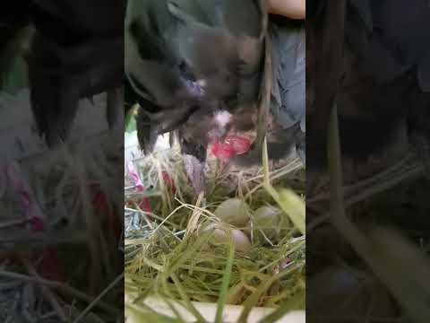 Close up chicken laying an egg - camara footage