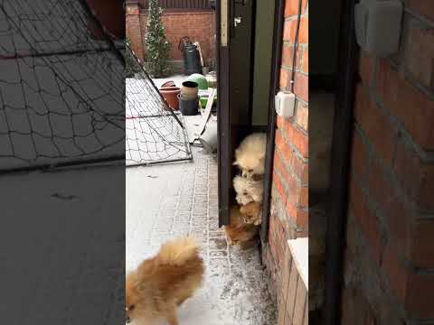 Dogs in snow #shorts #dogs #dance