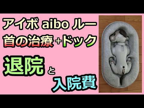 【25 首のキコキコ音 退院と入院費  Discharge】 アイボ aibo ルー Lou