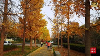 中国（china）河南郑州为什么叫绿城？中原西路看美景，饶君拨尽相思调，待听梧桐叶落声