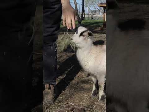 Cutest Baby Goat EVER