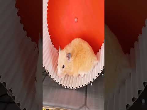 #diy #hamster #maze