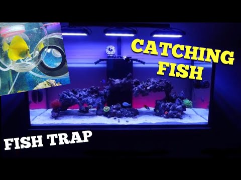 Fish Eviction!