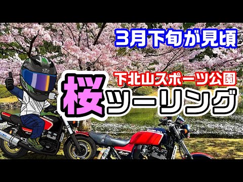 【ここすごい！桜ツーリング】奈良県南部　下北山スポーツ公園　2023年も行くぞ！