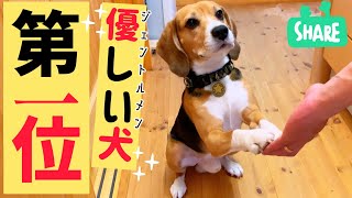 ビーグル犬は 優しい犬