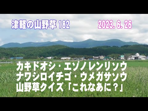 津軽の山野草182(ｶｷﾄﾞｵｼ、ｴｿﾞﾉﾚﾝﾘｿｳ、ﾅﾜｼﾛｲﾁｺﾞ、ｳﾒｶﾞｻｿｳ、山野草ｸｲｽﾞ)