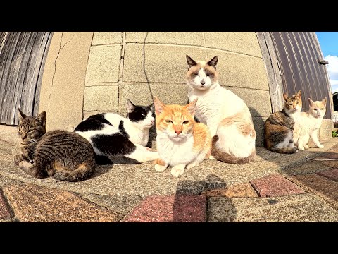 Many cute cats huddle together to keep warm