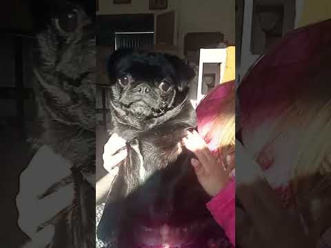 body positive pug, cute funny Megan Trainor/Mona Trainor #funwithpets #petlover #pug #subscribe