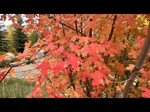 Rio Grande Park & John Denver Sanctuary, Aspen, Colorado. Visited on 10-3-2023, Day 7-C