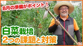 冬野菜の定番ハクサイの育て方の重要ポイント！８月の準備が大切！？種まき・太陽熱消毒・スジまき・ポイント徹底解説！【家庭菜園】【苗】【秋冬野菜】