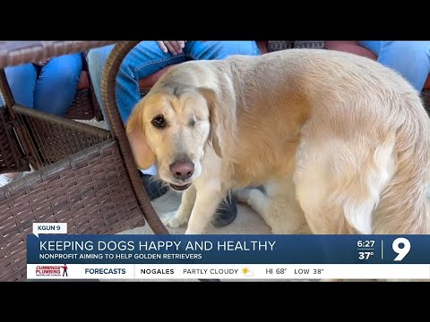 One-eyed golden retriever living life to the fullest