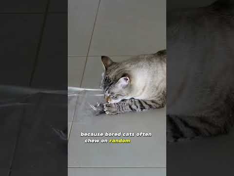 Cat Toy Safety | Two Crazy Cat Ladies