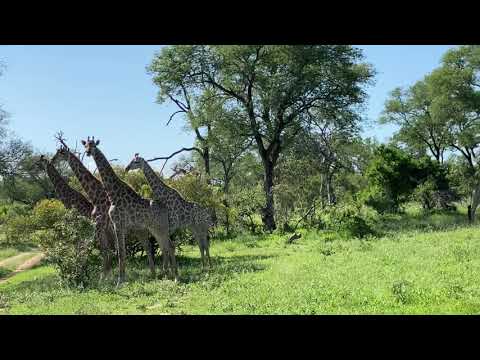 Giraffes doing their thing. Sabi Sabi Kruger Safari South Africa