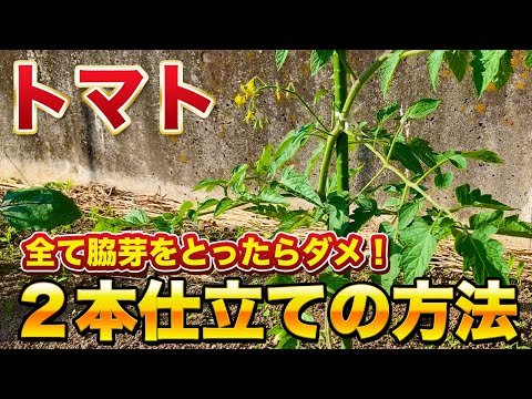 【トマト栽培】２本仕立て収量が倍増する栽培方法！１本仕立てにするべきか？２本仕立てにするべきか？を徹底解説！