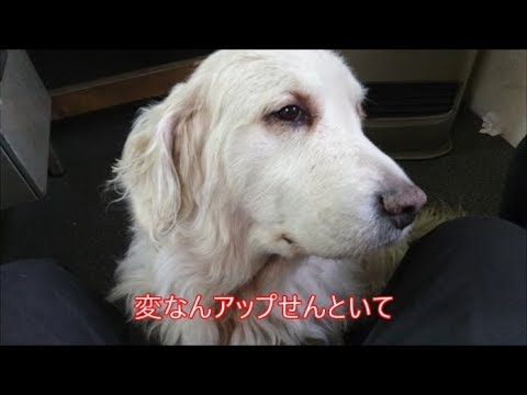 【犬ブログ】　ゴールデンレトリバー　ヤル気のリーザ　気分はボーダー越え！