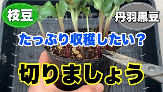 【枝豆】【丹波黒豆】収穫量大幅に増やします！ぜひやってほしい【胚軸断根挿し木栽培】230614#家庭菜園 ＃挿し木栽培＃胚軸切断