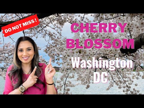 ಅಮೆರಿಕಾದಲ್ಲಿ ಅತ್ಯಂತ ಸುಂದರವಾದ ಅನುಭವ | CHERRY BLOSSOM IN WASHINGTON DC | Kannada Vlogs