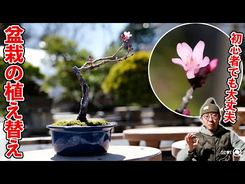 [Beginner] How to repot bonsai without failure (cherry blossoms) [Bonsai Q]