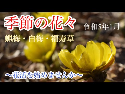 【季節の花々】1月　福寿草・ロウバイ・梅・十月桜　新春の花活