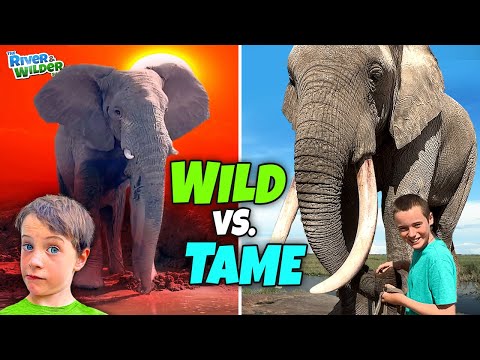 Feeding Elephants!? Eating Crocodile? AND Jetboat rides!