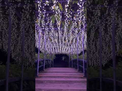 光の花の庭 Flower Fantasy 2024-2025 (Shorts 2)  -- あしかがフラワーパーク / Ashikaga Flower Park (2024/10/25)